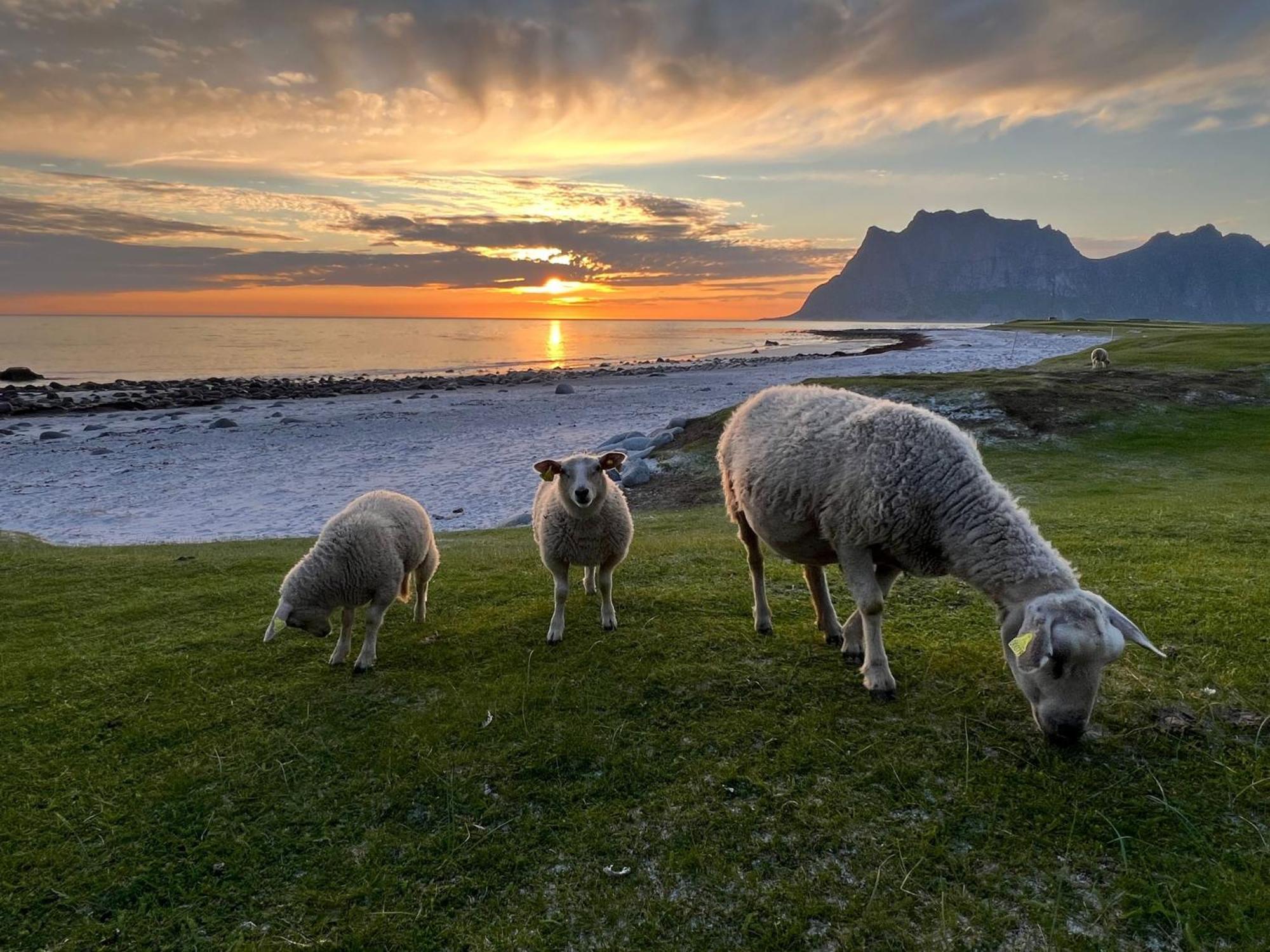 Fisherman'S Cabin, Lofoten - 24 Bardbua Ballstad Exteriör bild